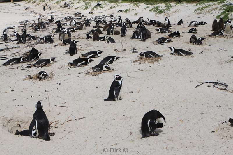 zuid-afrika jackass pinguins