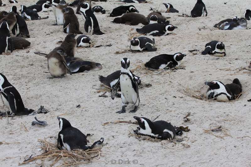 south africa jackass pinguins