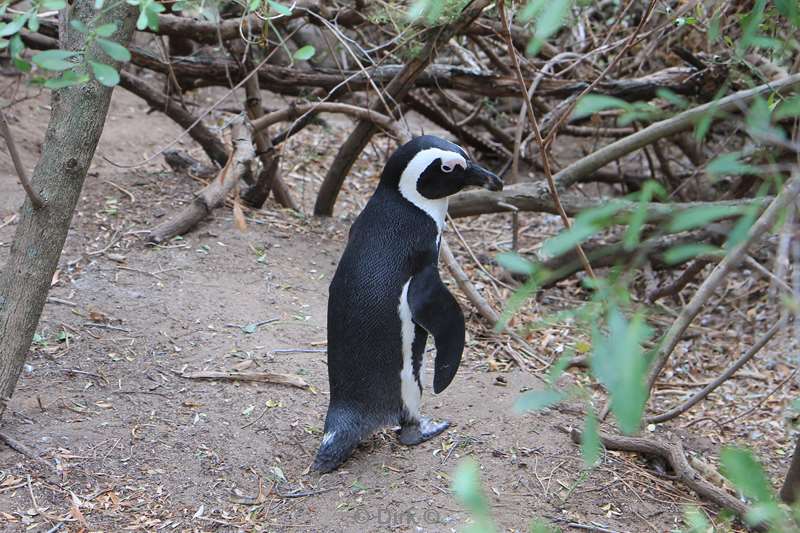 south africa jackass pinguins