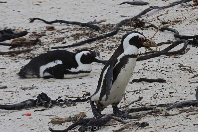 zuid-afrika jackass pinguins