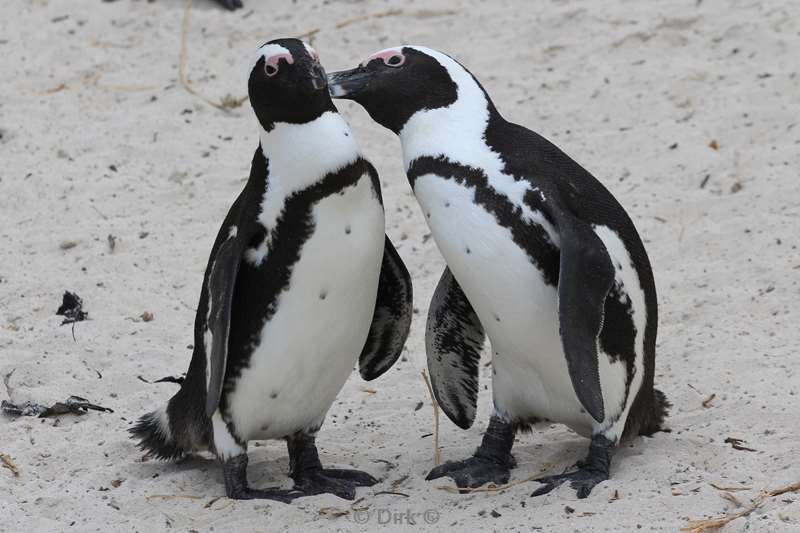 zuid-afrika jackass pinguins