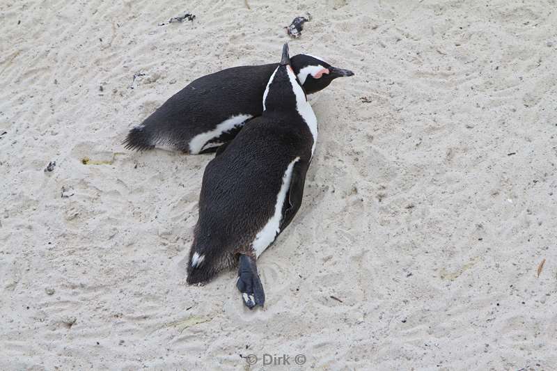 south africa jackass pinguins