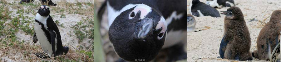 kaapstad jackass-pinguins south africa