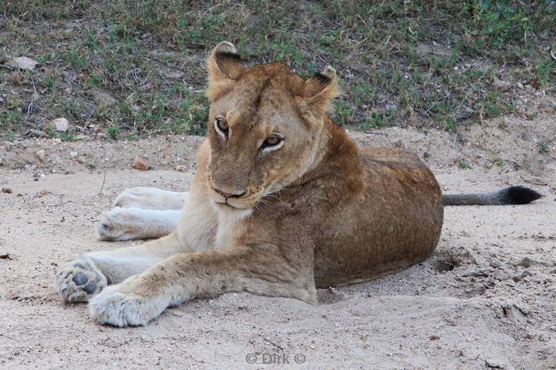 zuid-afrika kapama park leeuwen