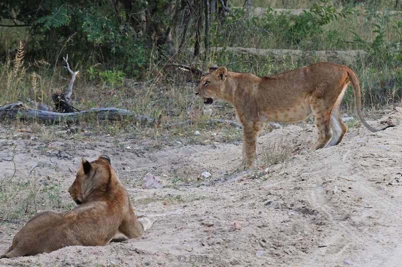 zuid-afrika kapama park leeuwen