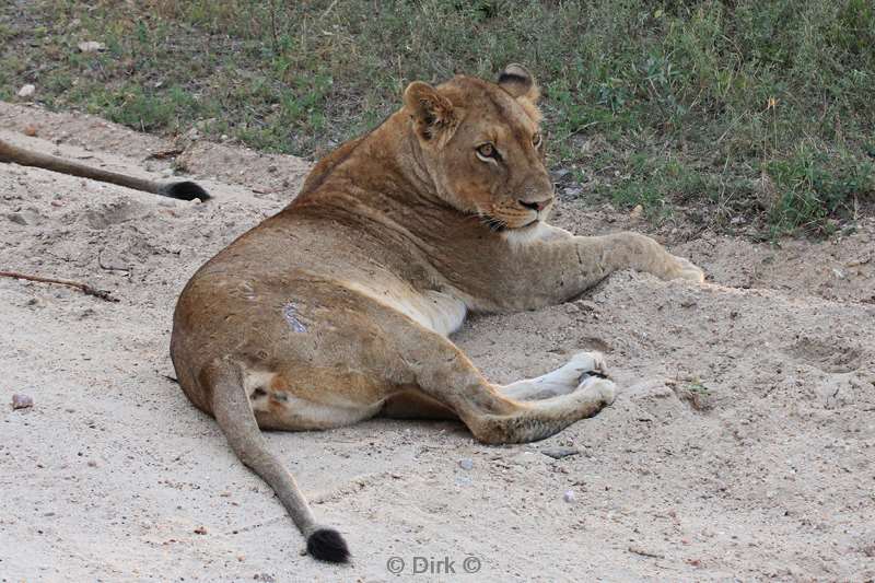 south africa kapama park lions