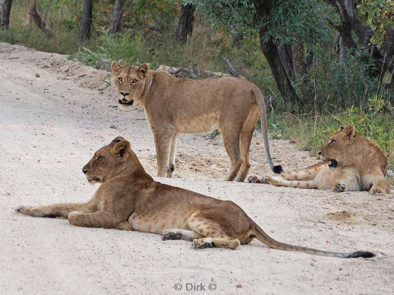 zuid-afrika kapama park leeuwen