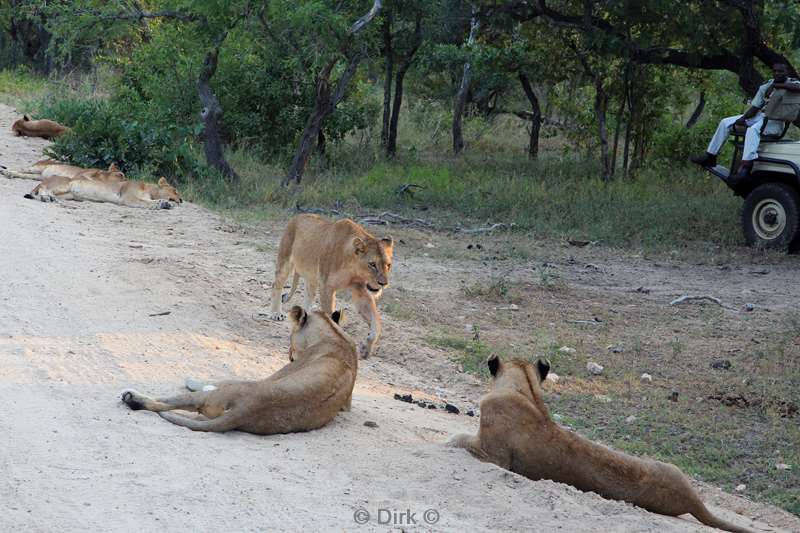 zuid-afrika kapama park leeuwen