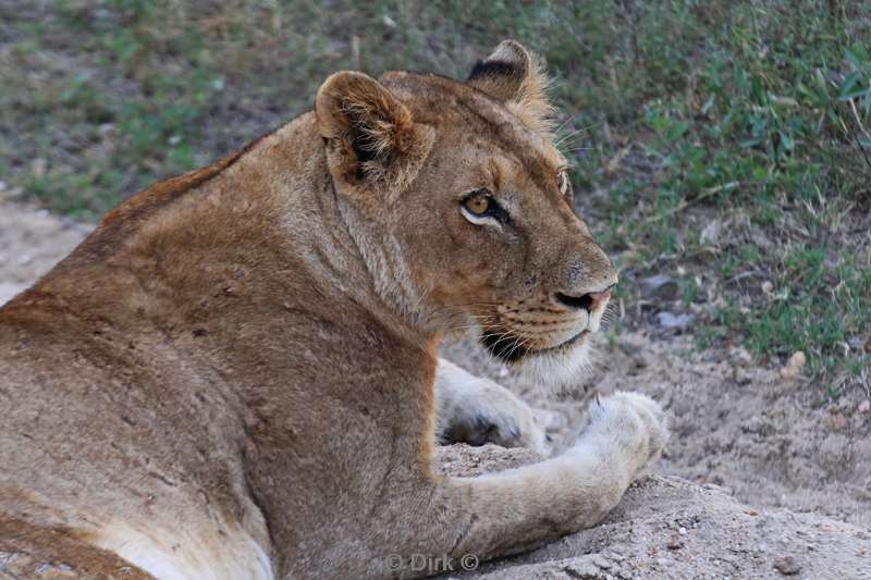 south africa kruger park lions