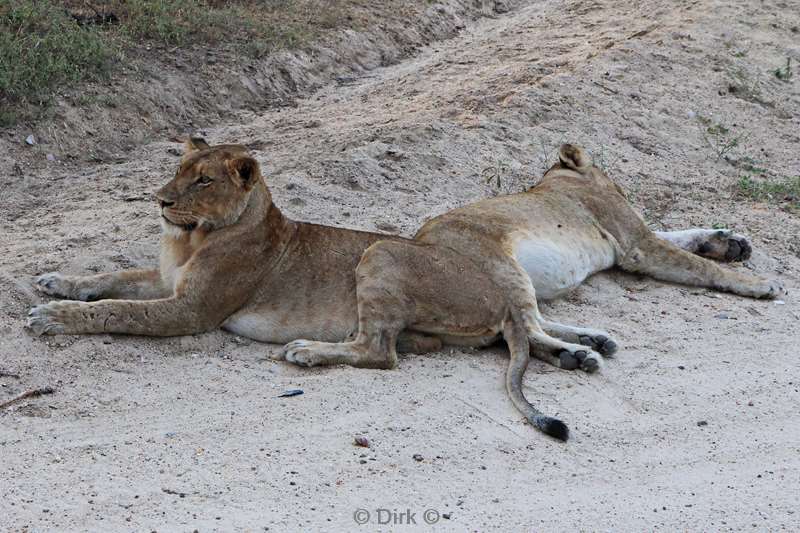 zuid-afrika kapama park leeuwen