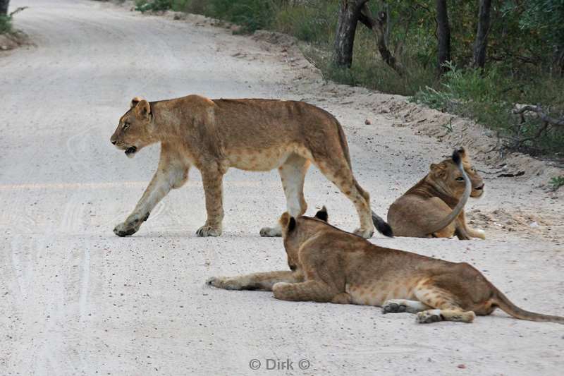 zuid-afrika kapama park leeuwen