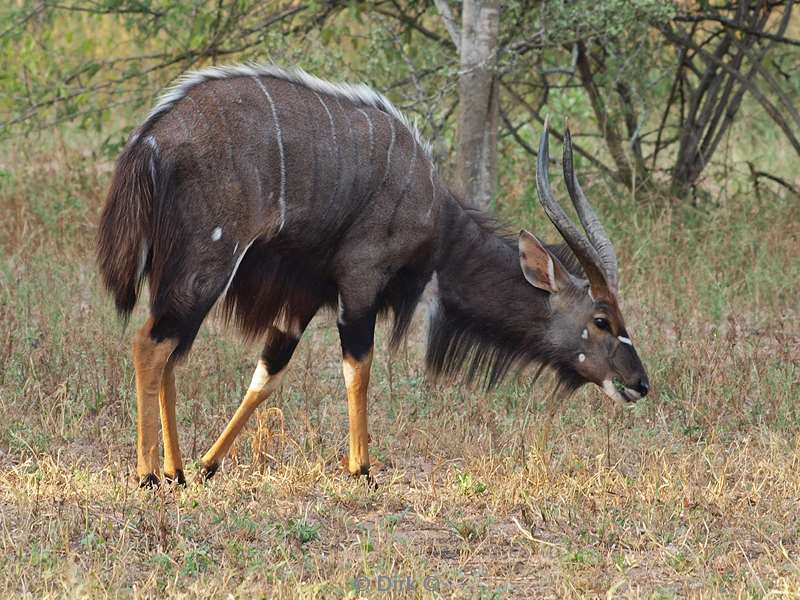 zuid-afrika kapama park giraffen