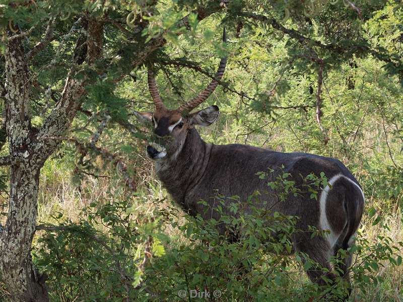 south africa kapama park waterbuckles