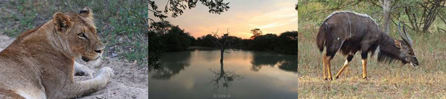 kapama wildpark zuid-afrika leeuwen