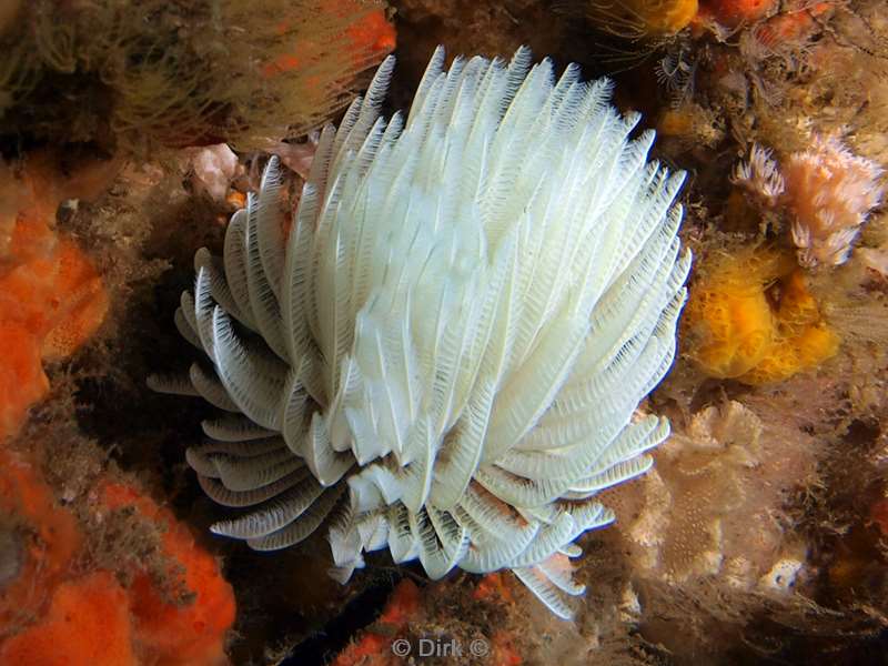 diving south africa boxworm