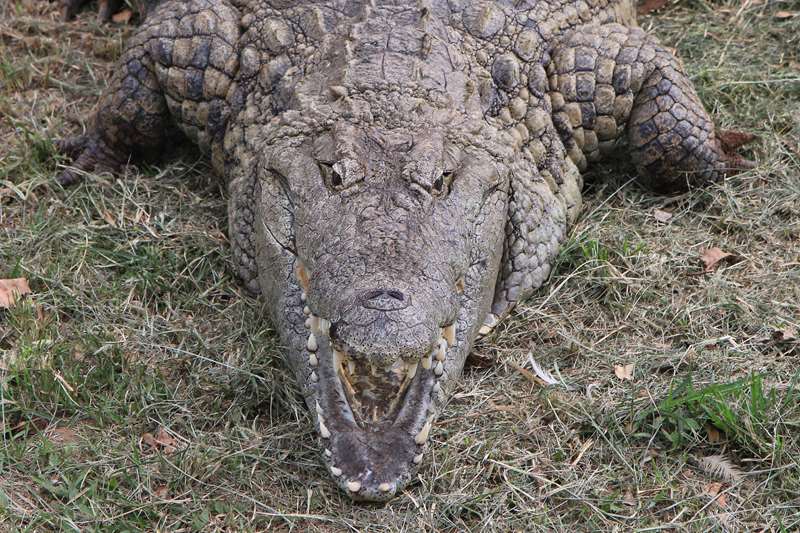 zuid-afrika st lucia crocodiles