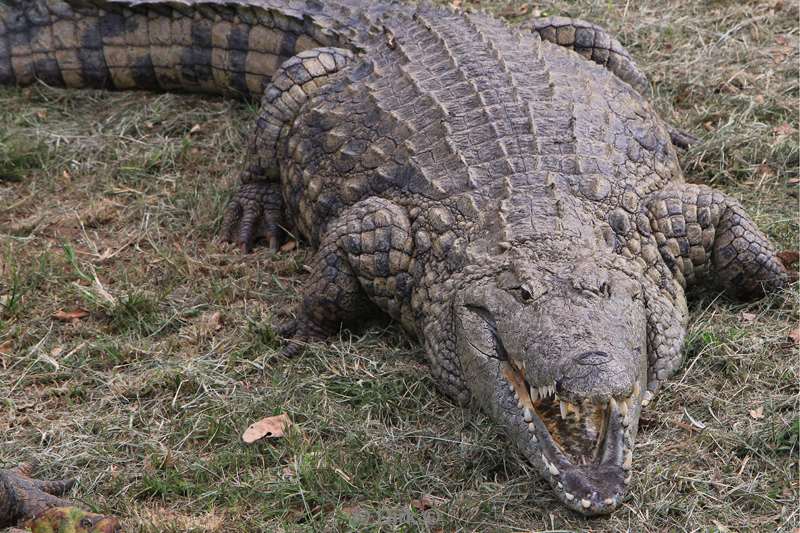 zuid-afrika st lucia crocodiles