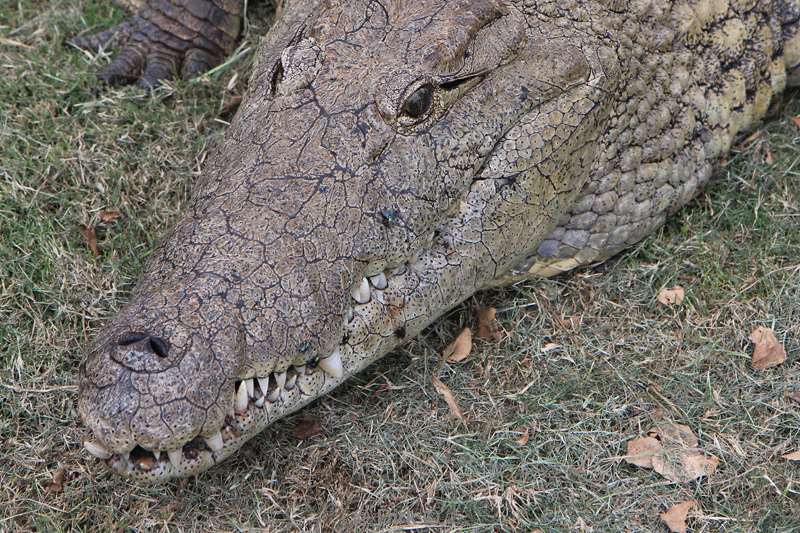 zuid-afrika st lucia crocodiles