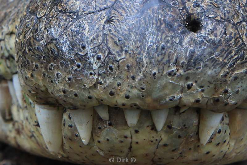 zuid-afrika st lucia crocodiles