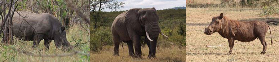 kruger park zuid-afrika neushoorns