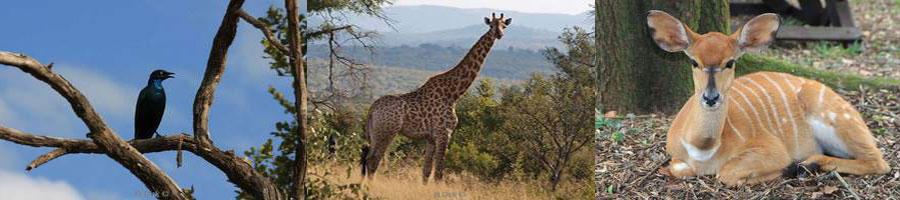 kruger park south africa giraffes