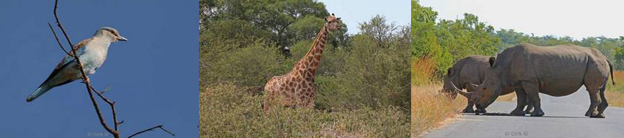 kruger park zuid-afrika giraffen