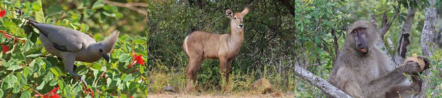 kruger park zuid-afrika leeuwen