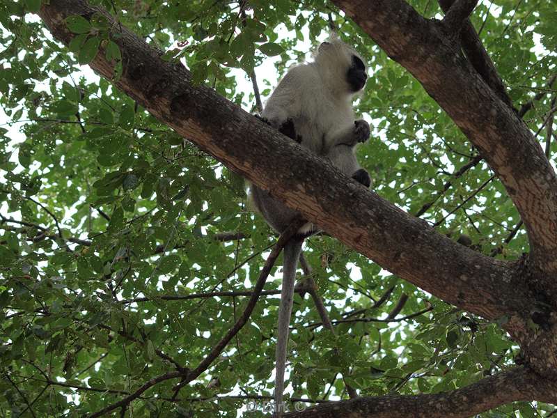 south africa kruger park birds