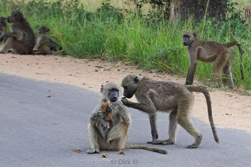 zuid-afrika kruger park bavianen