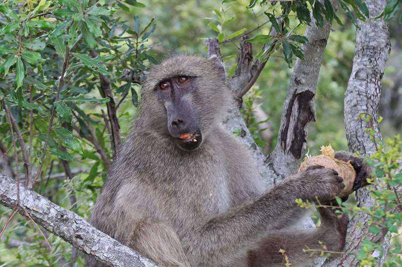 zuid-afrika kruger park bavianen
