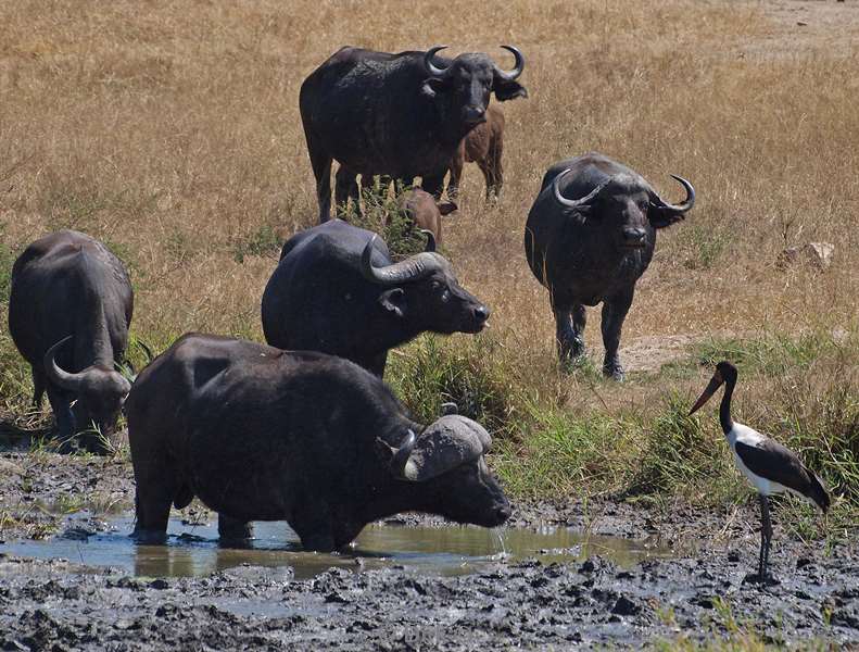 zuid-afrika kruger park buffels