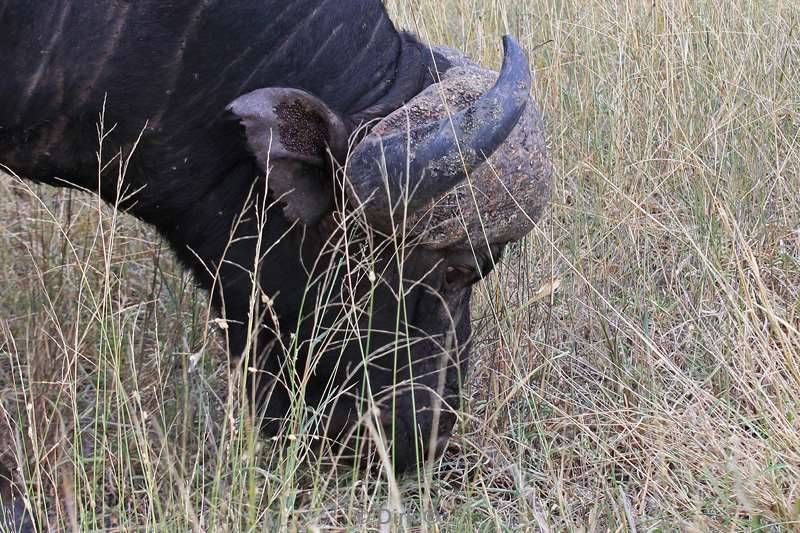 south africa kruger park buffalo