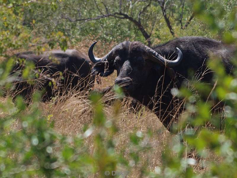 zuid-afrika kruger park buffels