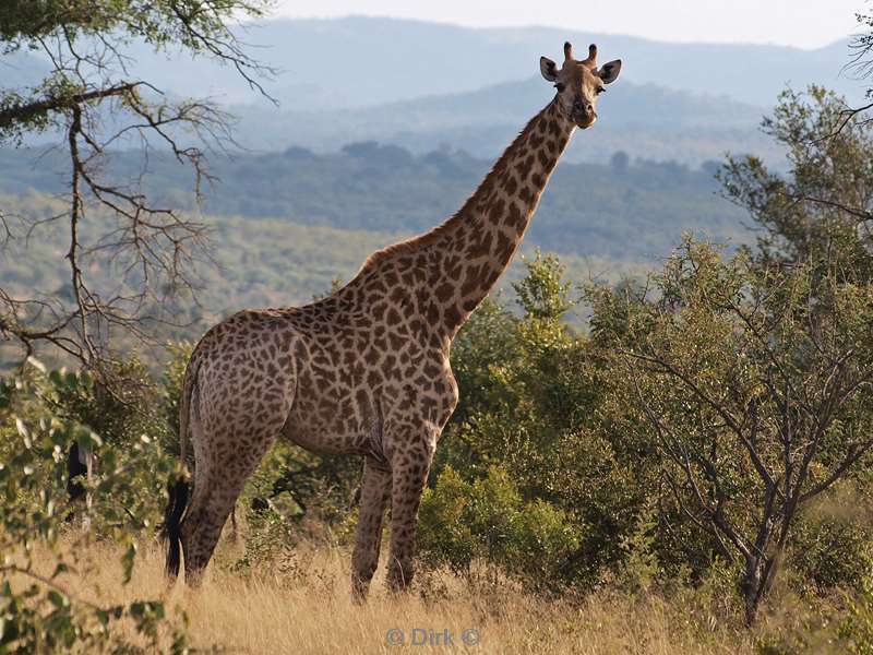 zuid-afrika kruger park giraffen