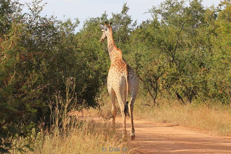 zuid-afrika kruger park giraffen