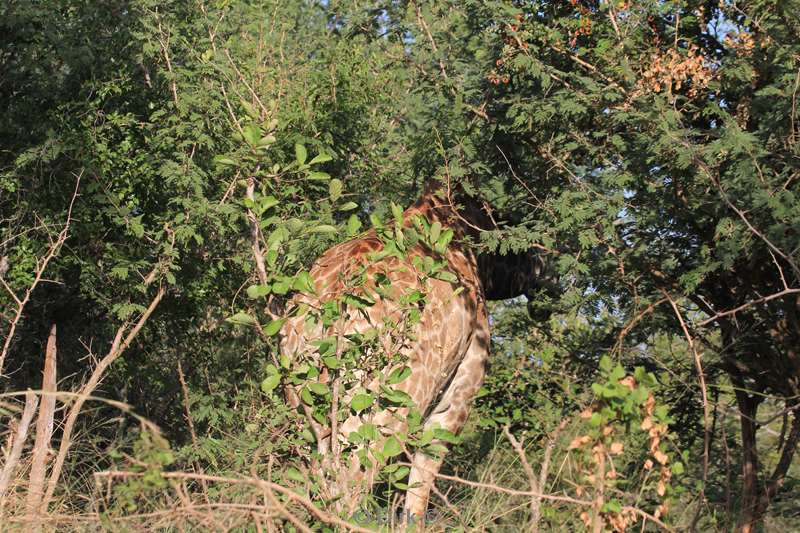 zuid-afrika kruger park giraffen