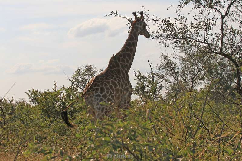 south africa kruger park giraffes