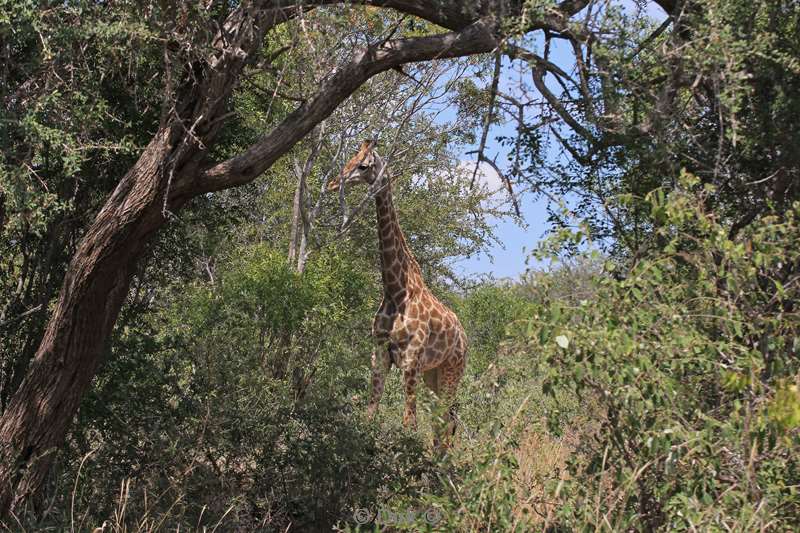 zuid-afrika kruger park giraffen