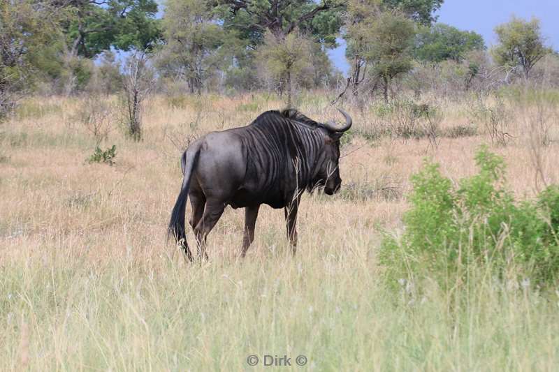 south africa kruger park gnoes