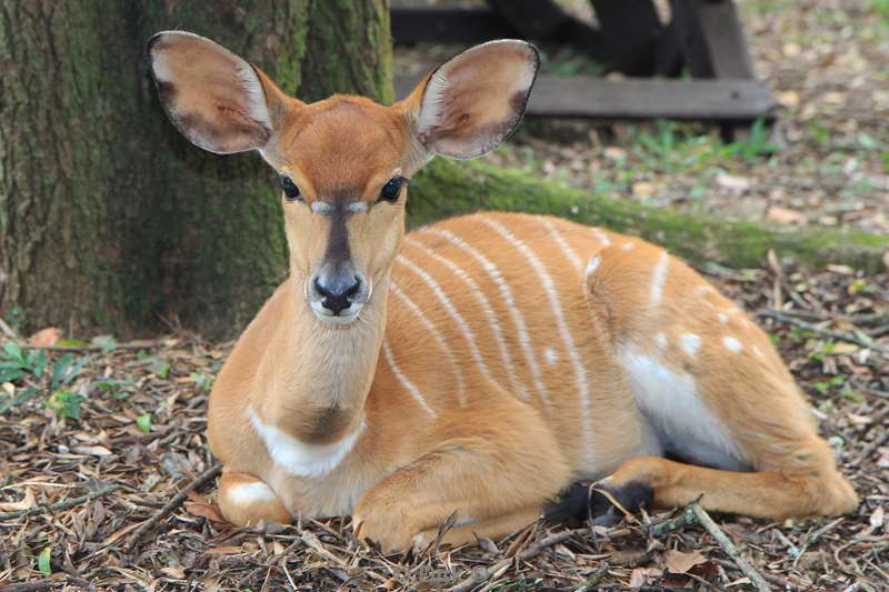 zuid-afrika kruger park impala