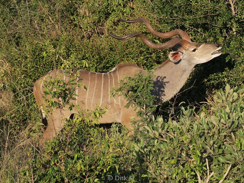 zuid-afrika kruger park vogels