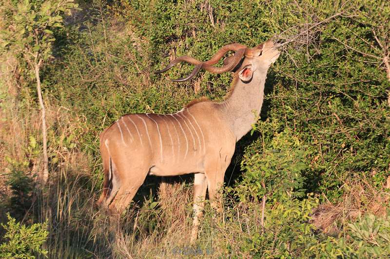 south africa kruger park kudus