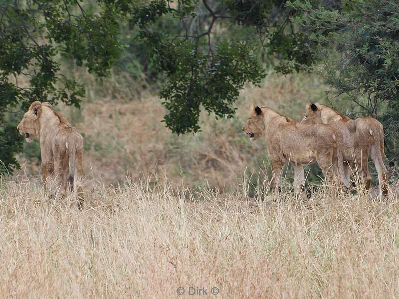 zuid-afrika kruger park leeuwen