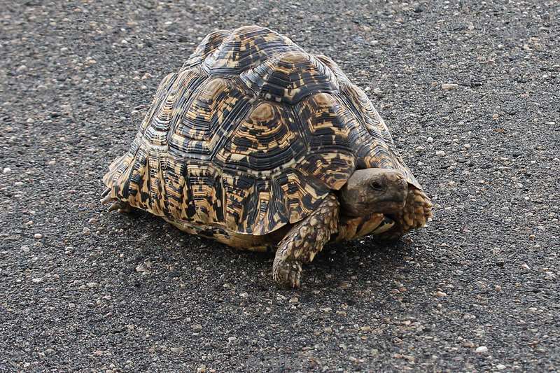 zuid-afrika kruger park luipaard schildpad