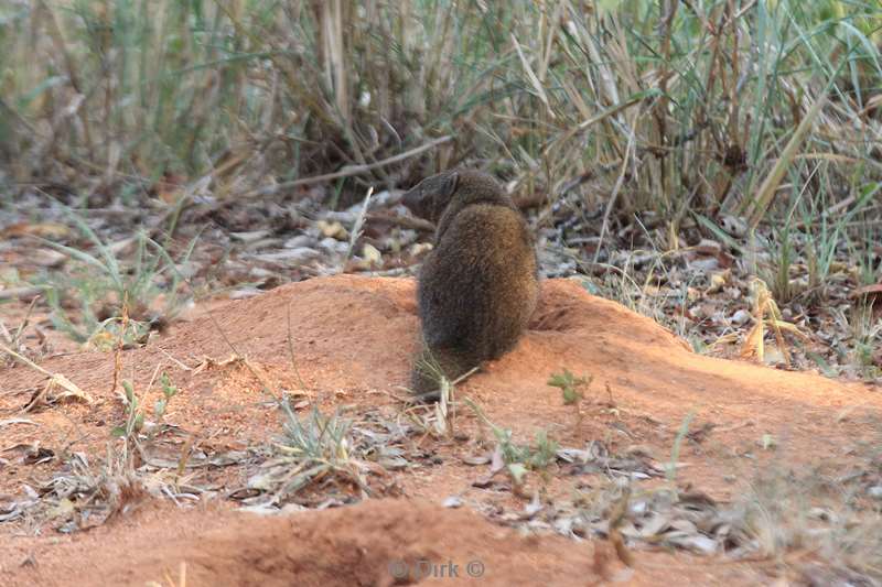 zuid-afrika kruger park mangoest