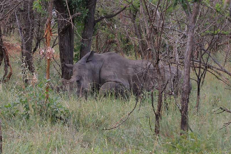 zuid-afrika kruger park neushoorns