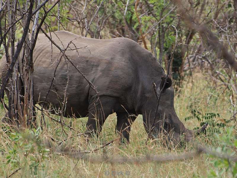 zuid-afrika kruger park neushoorns