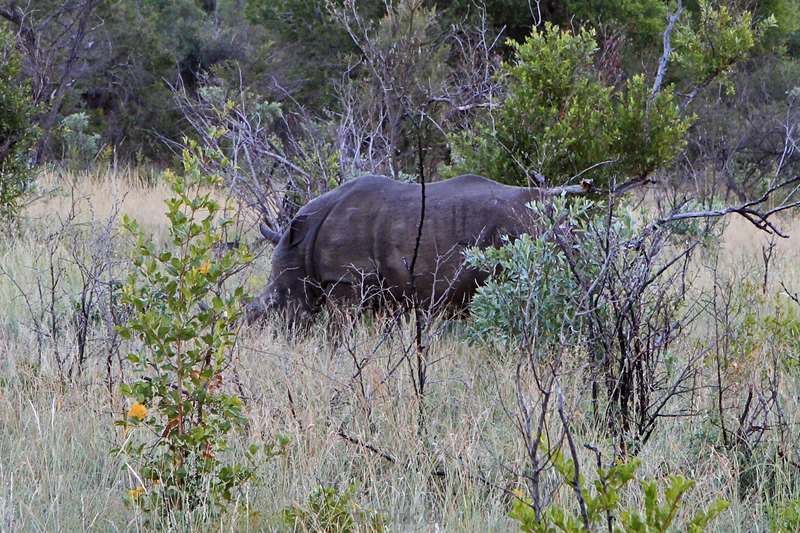 zuid-afrika kruger park neushoorns