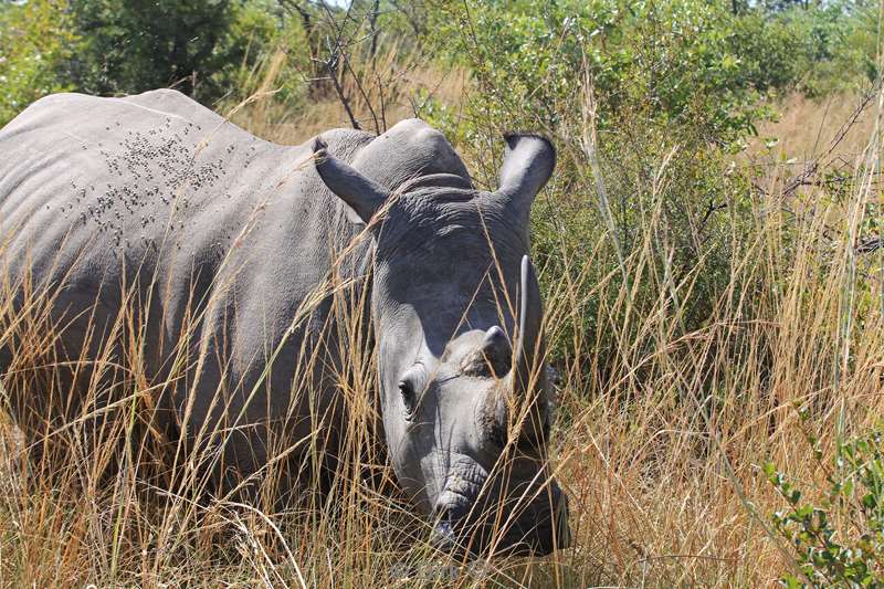 zuid-afrika kruger park neushoorns