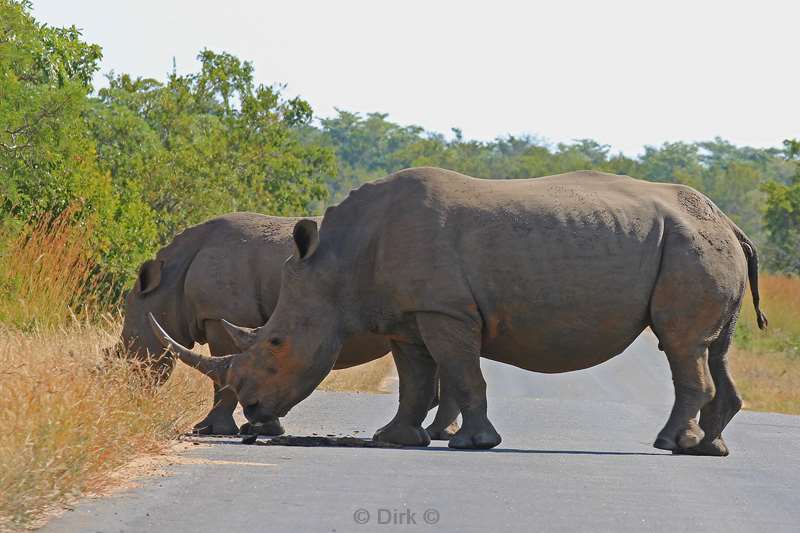 zuid-afrika kruger park neushoorns